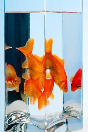 Reputation_is_Realityand_the_Key_to_Business_Success.jpg goldfish- JConnelly blog- Reputation is Reality